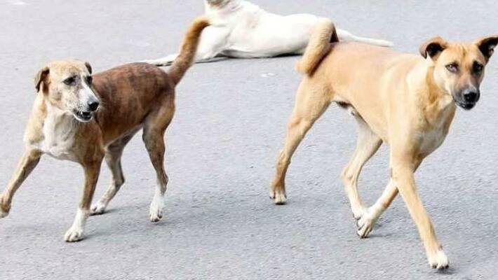 stray dog menace increasing in valamangalam stray dog menace increasing in valamangalam