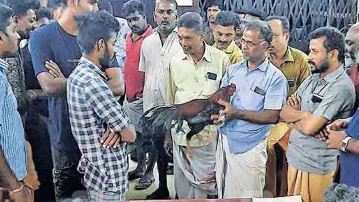palakkad auction for fighting hen three arrested palakkad auction for fighting hen three arrested