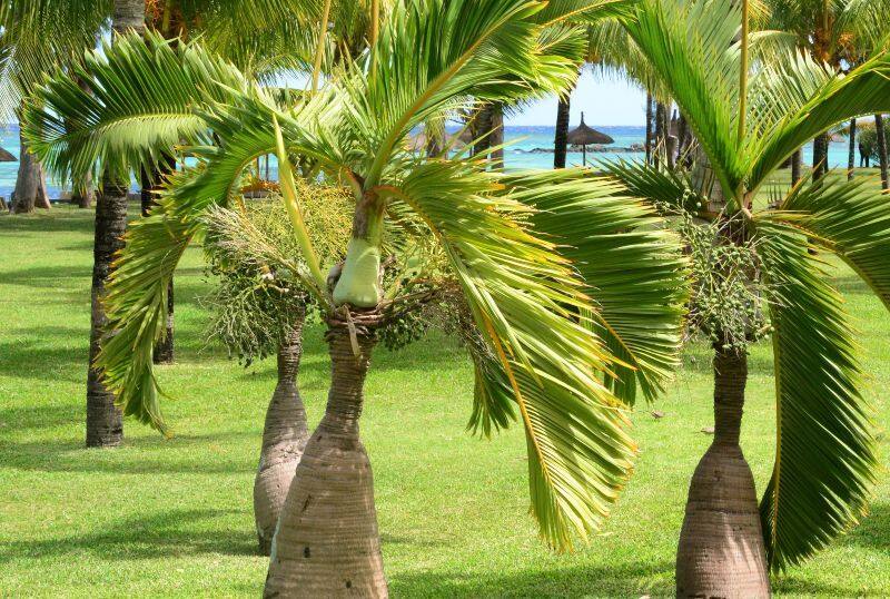 type of palm trees and how to care