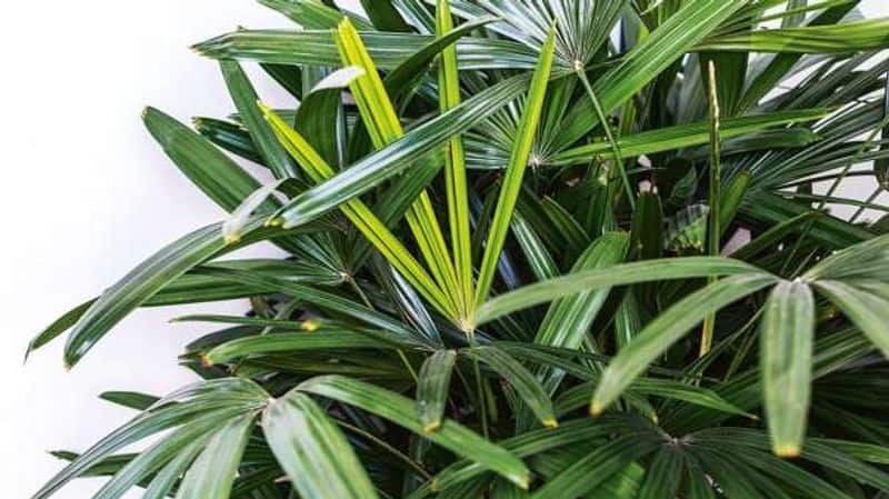 type of palm trees and how to care