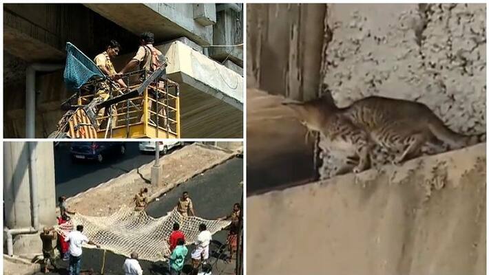 cat trapped in kochi metro track cat trapped in kochi metro track