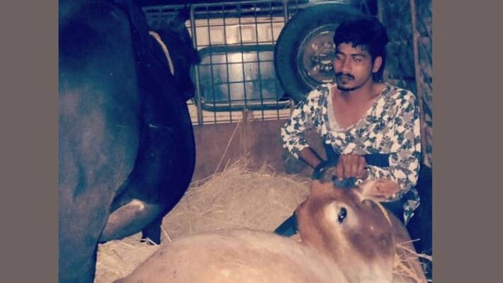 2 Arrested For Illegal Cow Trafficking in Karwar 2 Arrested For Illegal Cow Trafficking in Karwar