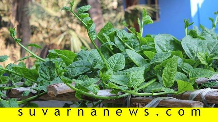 Health food recipe of green leaves and peas Health food recipe of green leaves and peas