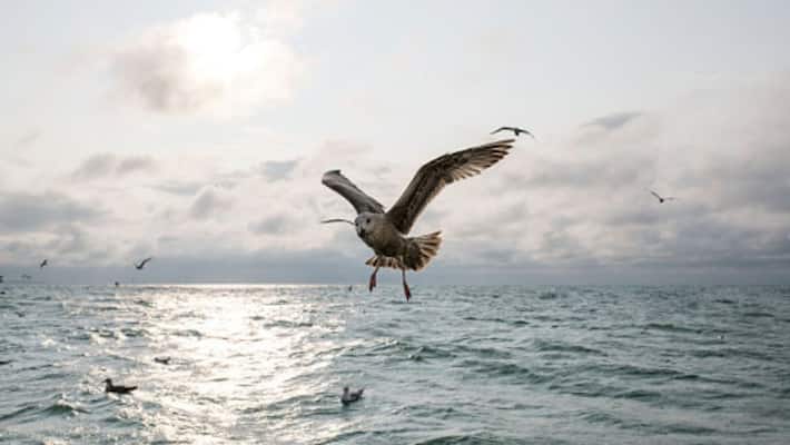 One million seabirds death due to a hot blob in pacific to alaska ocean One million seabirds death due to a hot blob in pacific to alaska ocean