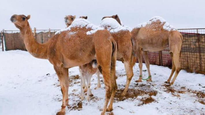cold weather condition will continue coming days cold weather condition will continue coming days