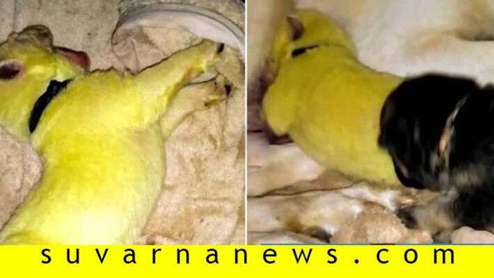 Golden Retriever gives birth to green puppy due to rare condition Golden Retriever gives birth to green puppy due to rare condition