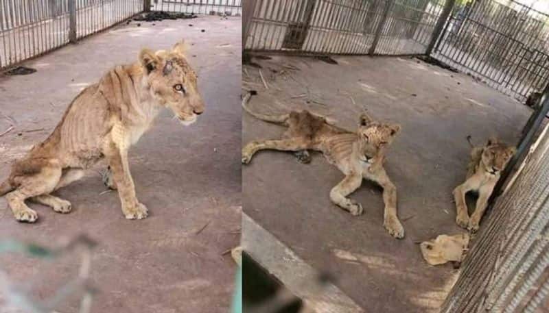 Starving Lions At A Sudan Zoo twitter asks help