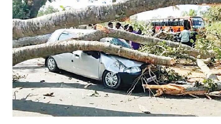 Big Banyan Tree Falls Down On Car Big Banyan Tree Falls Down On Car