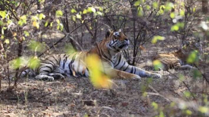 Tiger "Dollar died in Rajasthan Tiger "Dollar died in Rajasthan