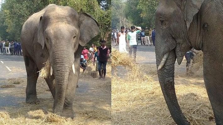 Elephant kills mother daughter for desi wine in Midnapore Elephant kills mother daughter for desi wine in Midnapore