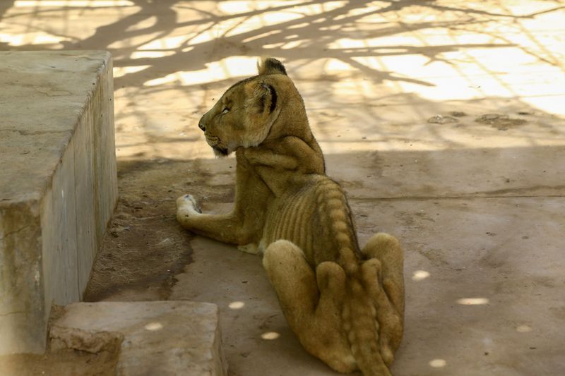 lions in el qurashi family park sudan photo story
