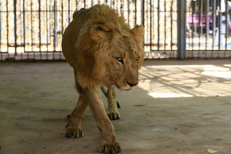 lions in el qurashi family park sudan photo story