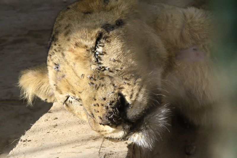 lions in el qurashi family park sudan photo story