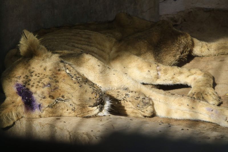 lions in el qurashi family park sudan photo story