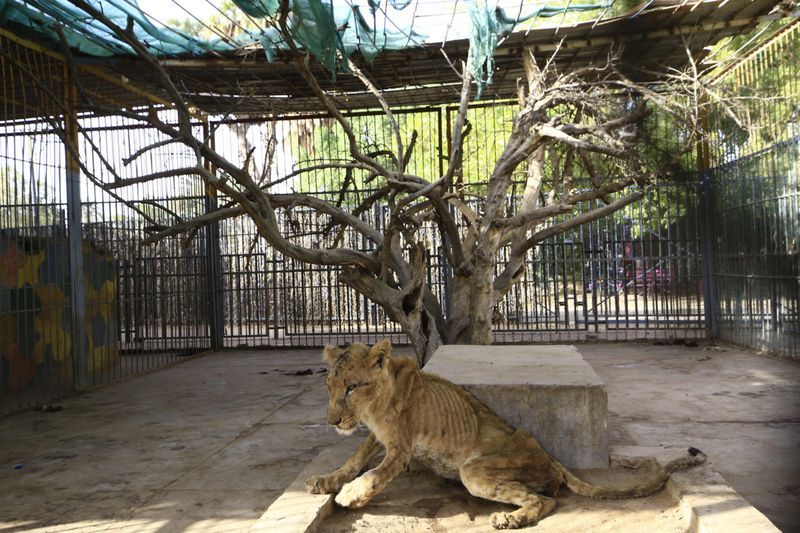 lions in el qurashi family park sudan photo story