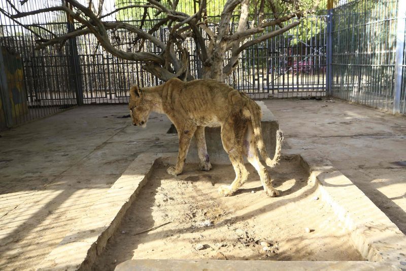 lions in el qurashi family park sudan photo story
