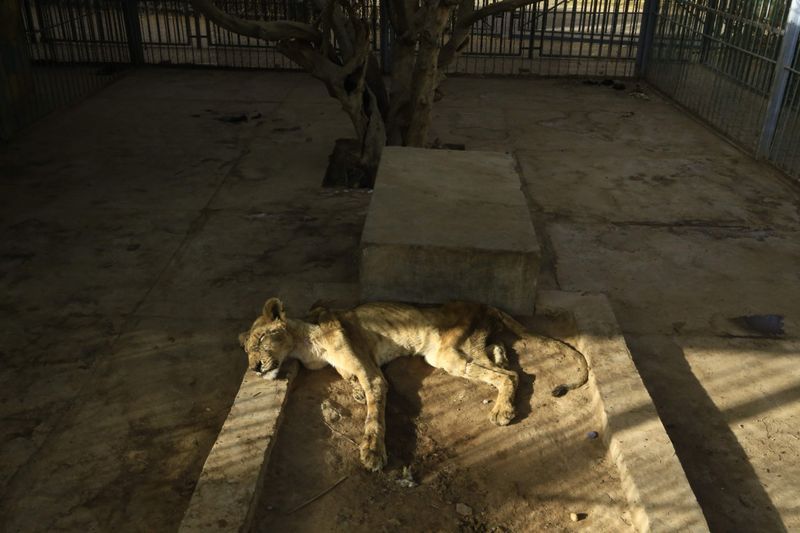 lions in el qurashi family park sudan photo story