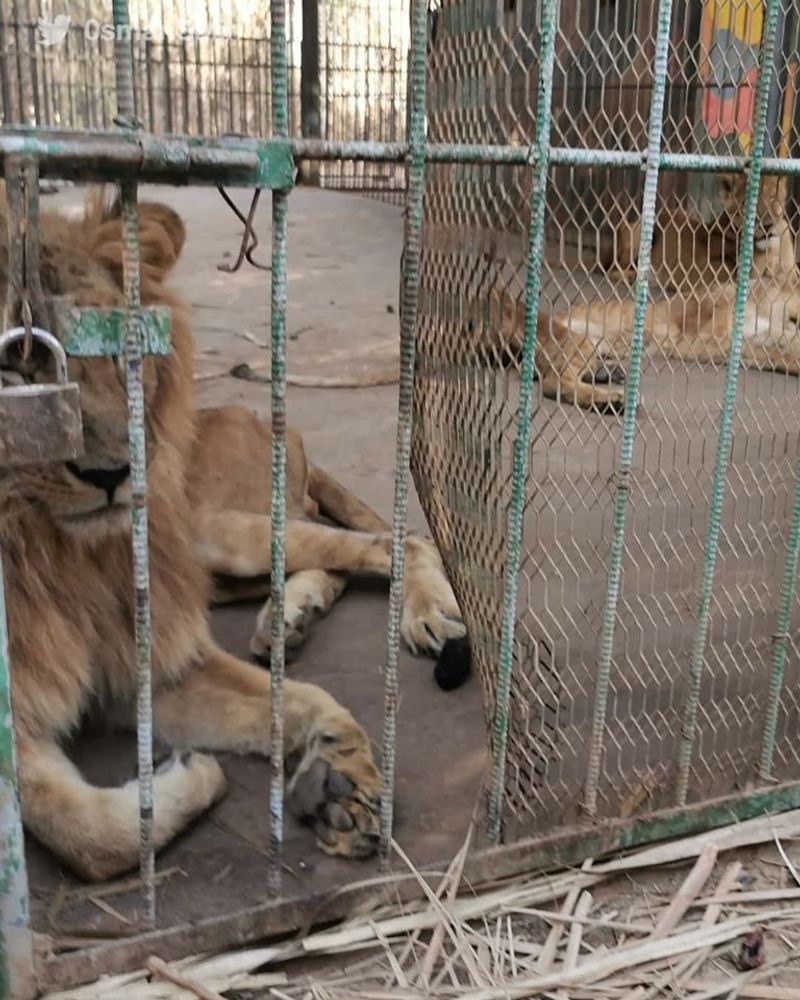 lions in el qurashi family park sudan photo story
