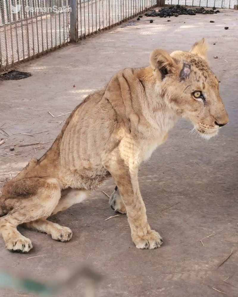 lions in el qurashi family park sudan photo story