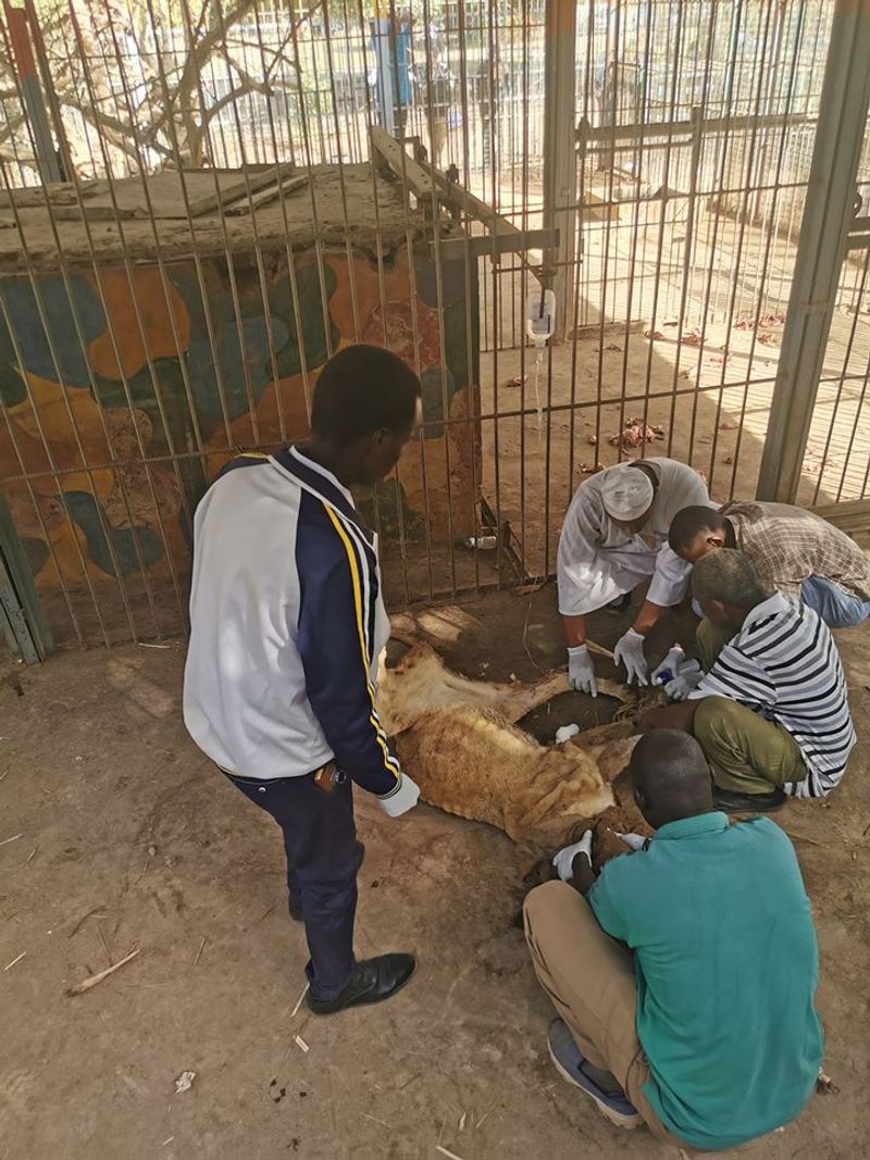 lions in el qurashi family park sudan photo story
