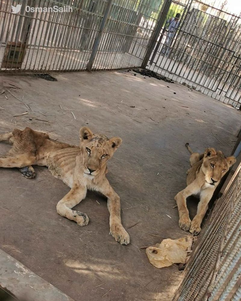 lions in el qurashi family park sudan photo story