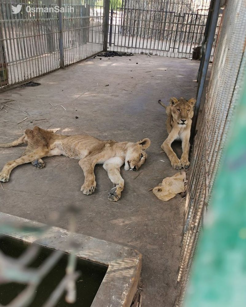 lions in el qurashi family park sudan photo story
