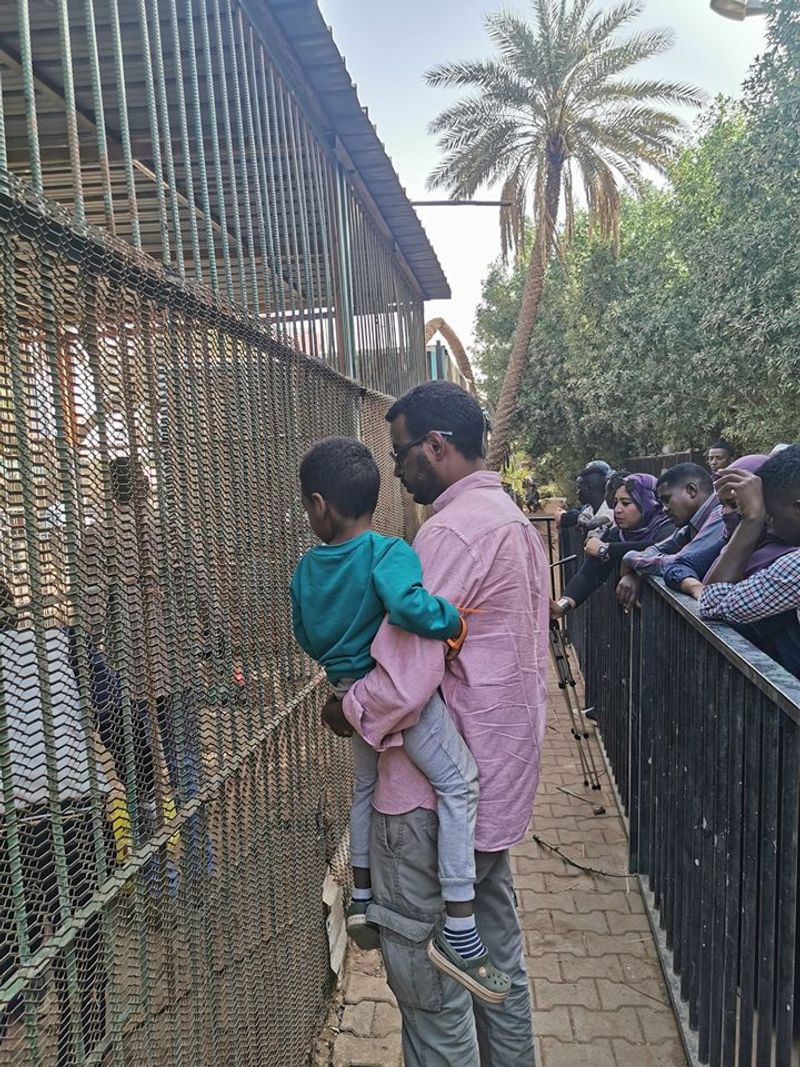 lions in el qurashi family park sudan photo story