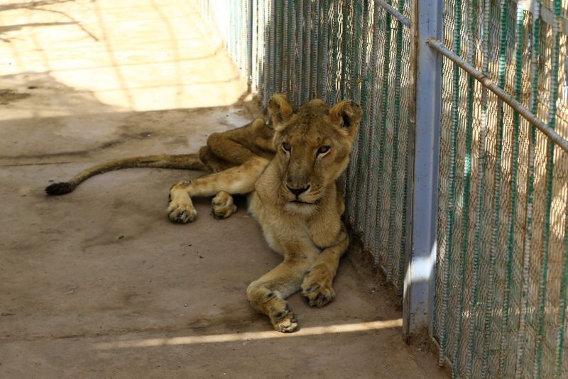 lions in el qurashi family park sudan photo story