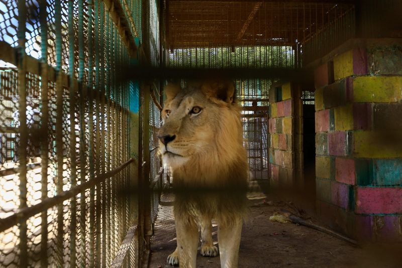lions in el qurashi family park sudan photo story