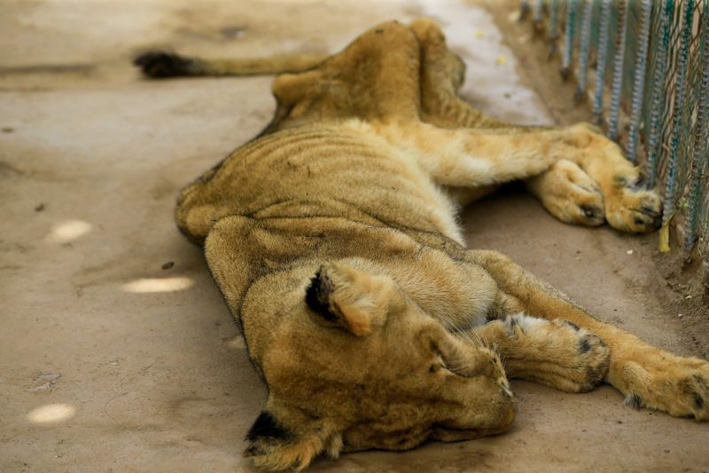 lions in el qurashi family park sudan photo story