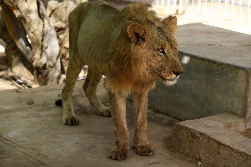 lions in el qurashi family park sudan photo story