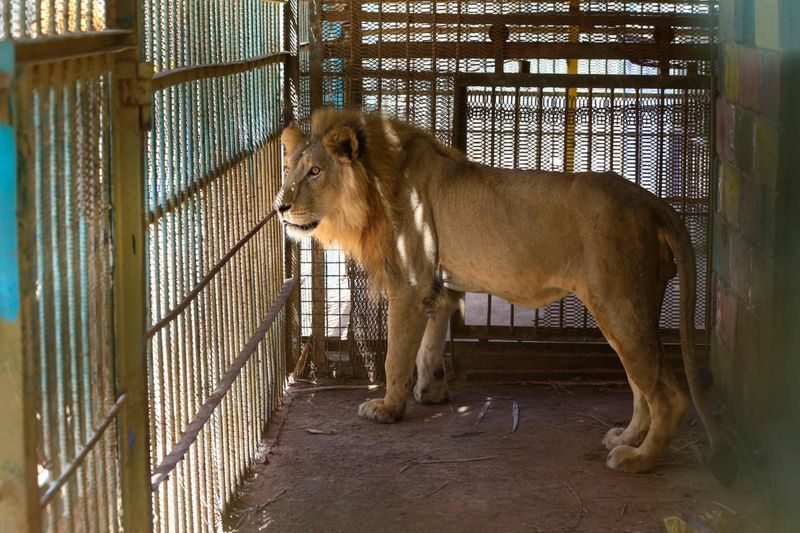 lions in el qurashi family park sudan photo story