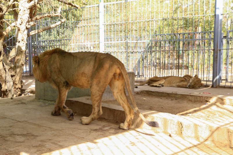 lions in el qurashi family park sudan photo story