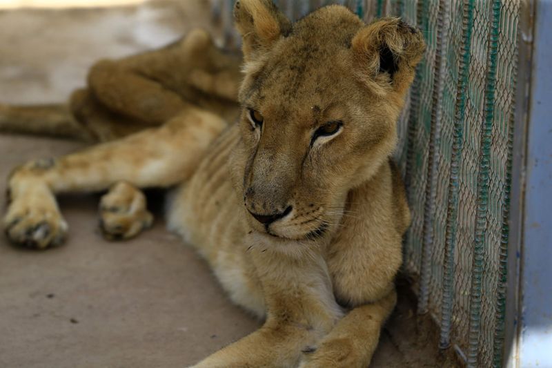 lions in el qurashi family park sudan photo story
