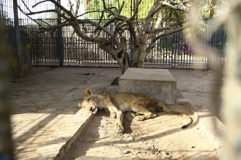 lions in el qurashi family park sudan photo story