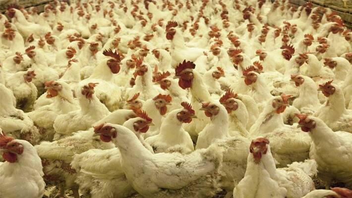 Poultry business lost rs 300 crore in the wake of rumors about coronavirus Poultry business lost rs 300 crore in the wake of rumors about coronavirus