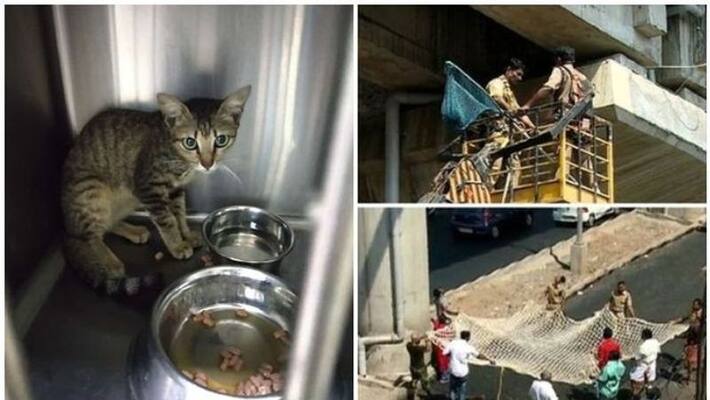 Many to adopt the cat metro mickey Many to adopt the cat metro mickey