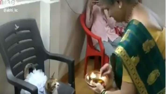 TikTok video of woman putting tilak on cat in frock goes viral TikTok video of woman putting tilak on cat in frock goes viral