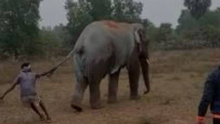 Villagers try to disturb an elephant in Jhargram Villagers try to disturb an elephant in Jhargram