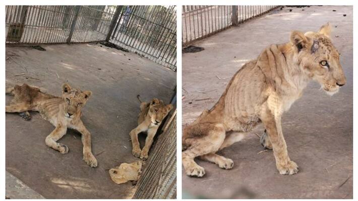Pics of malnourished African lions at sudan park go viral Pics of malnourished African lions at sudan park go viral