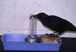 Crows were selling meat in the name of chicken, arrested