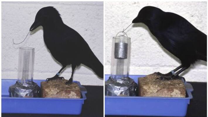 crows the smartest on earth after primates says international study crows the smartest on earth after primates says international study