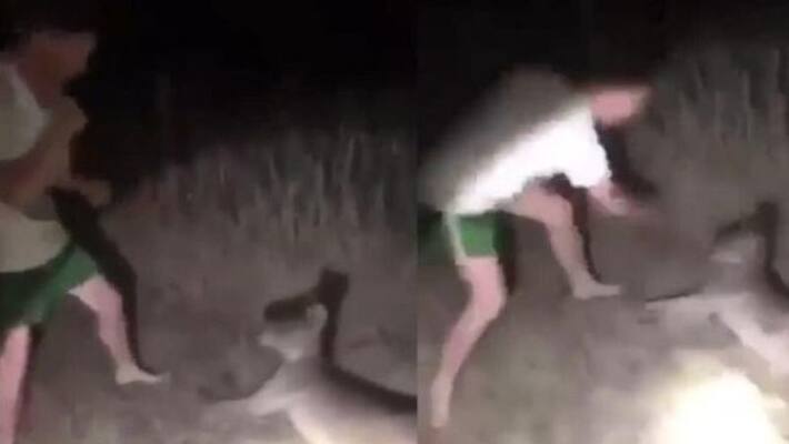 man punches kangaroo with broken back while friend records video man punches kangaroo with broken back while friend records video