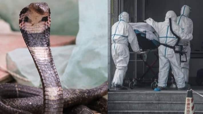 Snakes could be the source of the corona virus Snakes could be the source of the corona virus