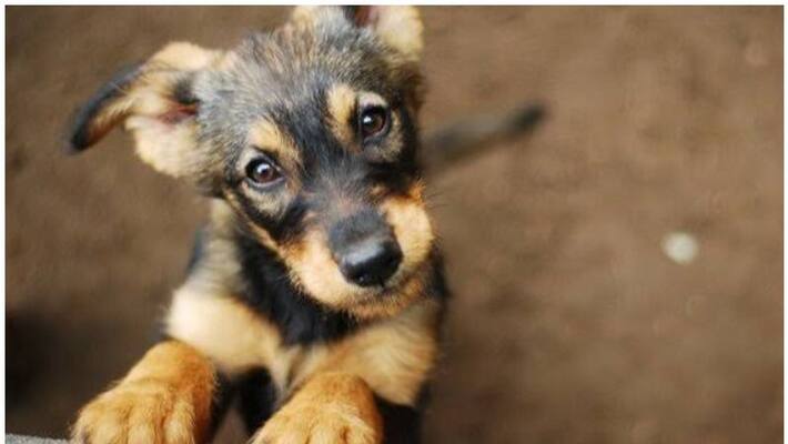 6 puppies killed brutally in Nawadip 6 puppies killed brutally in Nawadip