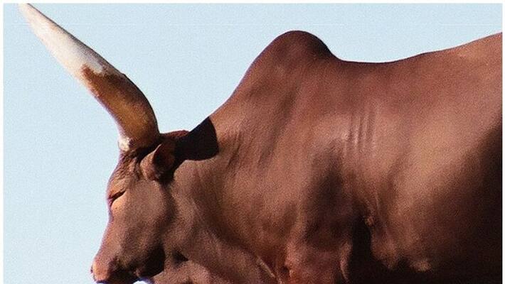 bull attacked and three workers injured in uae bull attacked and three workers injured in uae