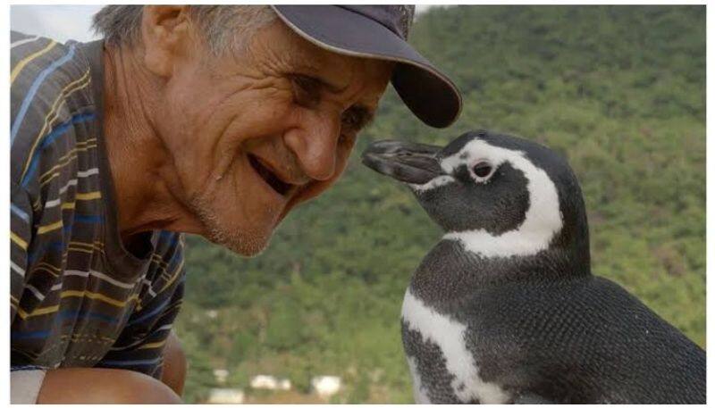 This penguin swims 5000 miles every year to meet and kiss its saviour