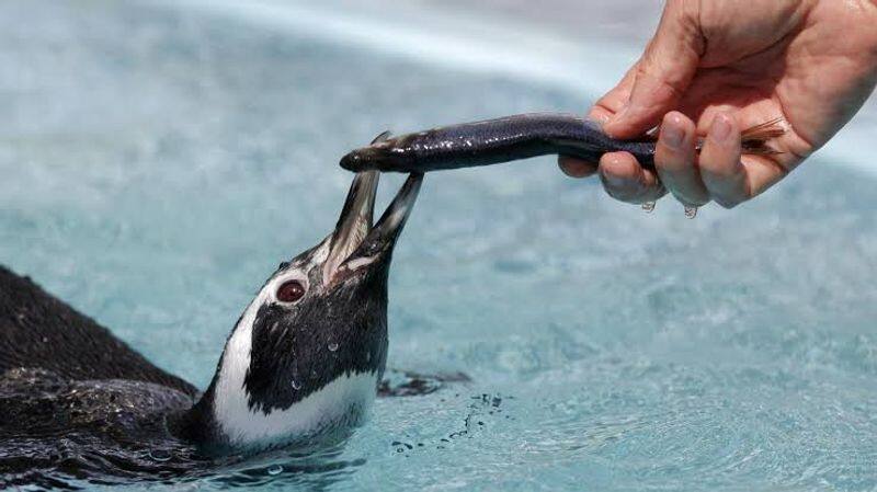 This penguin swims 5000 miles every year to meet and kiss its saviour