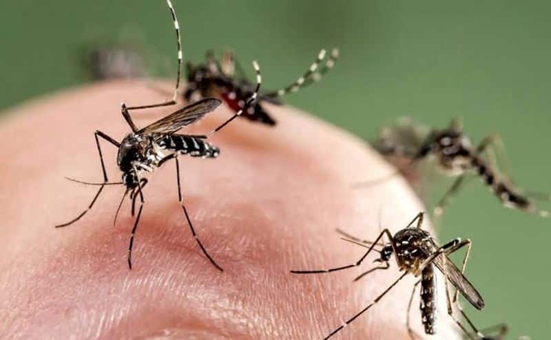 Sexually super active male mosquitoes in demand for research in controlling deadly epidemics