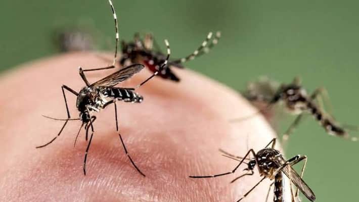 Mosquito menace Look out for these symptoms signs stages to know its this vector-borne disease Mosquito menace Look out for these symptoms signs stages to know its this vector-borne disease